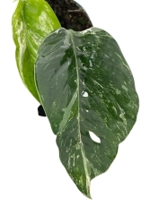 Epipremnum pinnatum Variegata
