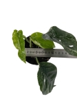 Epipremnum pinnatum Variegata - M
