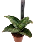 Sansevieria grandis 'Dragon Wings' - M