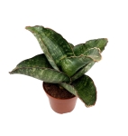 Sansevieria grandis 'Dragon Wings' - M