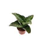 Sansevieria grandis 'Dragon Wings' - M