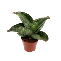 Sansevieria grandis 'Dragon Wings'