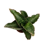 Sansevieria grandis 'Dragon Wings' - M
