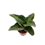 Sansevieria grandis 'Dragon Wings' - M