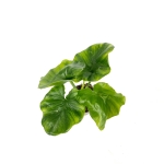 Thaumatophyllum Atom - S