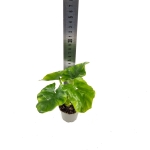 Thaumatophyllum Atom - S