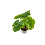 Thaumatophyllum Atom - S