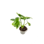 Thaumatophyllum Atom - S
