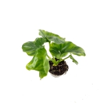 Thaumatophyllum Atom - S