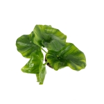 Thaumatophyllum Atom - S