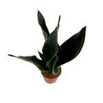Sansevieria 'Midnight Shine' - M