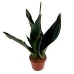 Sansevieria 'Midnight Shine' - M