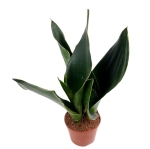 Sansevieria 'Midnight Shine' - M