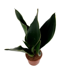 Sansevieria 'Midnight Shine'