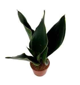 Sansevieria 'Midnight Shine'
