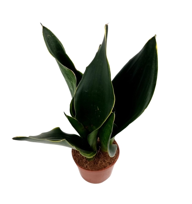 Sansevieria 'Midnight Shine' - M