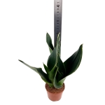 Sansevieria 'Midnight Shine' - M