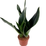 Sansevieria 'Midnight Shine' - M