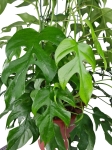 Rhaphidophora tetrasperma (Monstera minima) - matecznik