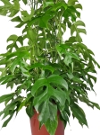 Rhaphidophora tetrasperma (Monstera minima) - matecznik