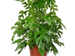 Rhaphidophora tetrasperma (Monstera minima) - matecznik