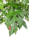 Rhaphidophora tetrasperma (Monstera minima) - matecznik