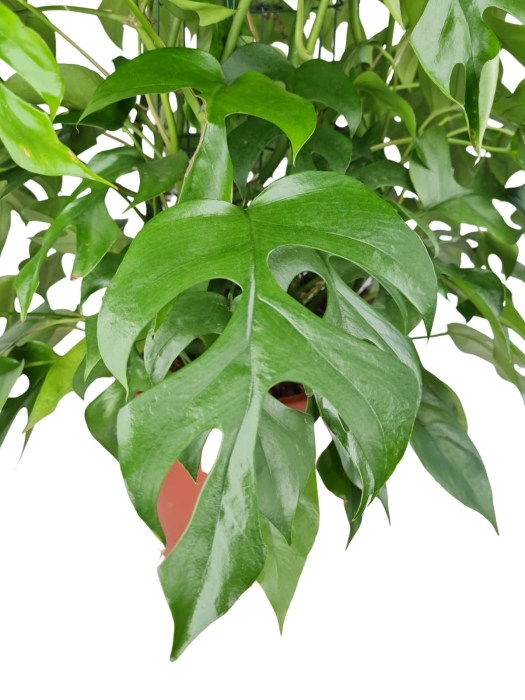 Rhaphidophora tetrasperma (Monstera minima) - matecznik