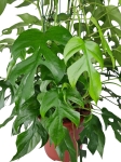 Rhaphidophora tetrasperma (Monstera minima) - matecznik