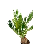 Cycas revoluta - Sagowiec odwinięty - M