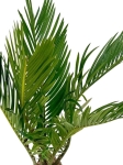 Cycas revoluta - Sagowiec odwinięty - M