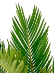 Cycas revoluta - Sagowiec odwinięty - M