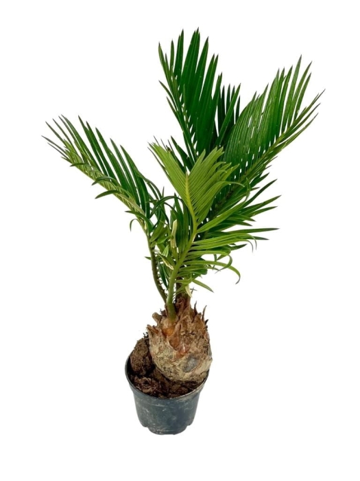 Cycas revoluta - Sagowiec odwinięty - M