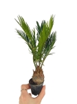 Cycas revoluta - Sagowiec odwinięty - M
