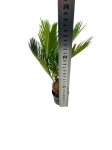 Cycas revoluta - Sagowiec odwinięty - M