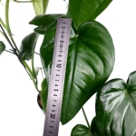 Syngonium chiapense - matecznik
