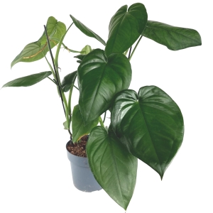 Syngonium chiapense 'Dark Night' - cięty węzeł