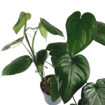 Syngonium chiapense - matecznik