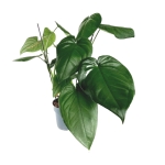 Syngonium chiapense - matecznik