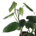 Syngonium chiapense - matecznik