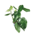 Syngonium chiapense - matecznik