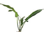 Philodendron barrosoanum giganteum