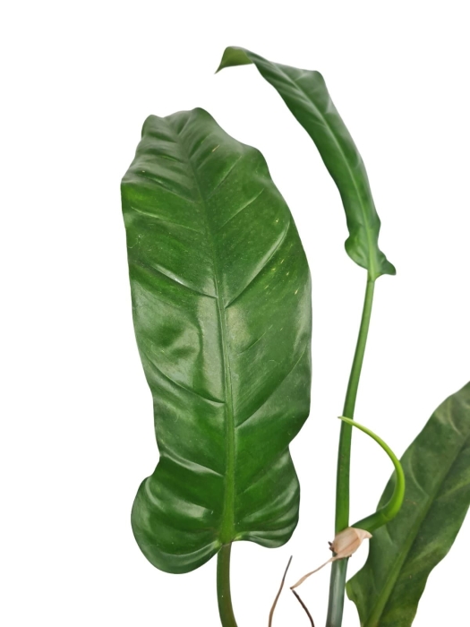 Philodendron barrosoanum giganteum