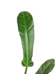 Philodendron barrosoanum giganteum