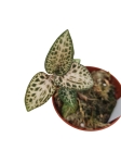 Goodyera schlechtendaliana var 'Nishikiran Japan' - M