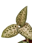 Goodyera schlechtendaliana var 'Nishikiran Japan' - M