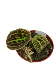 Storczyk Macodes sanderiana