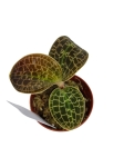 Dossinia marmorata - M