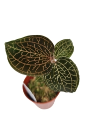 Storczyk Anoectochilus burmannicus