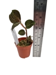 Anoectochilus burmannicus - M
