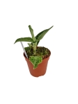 Anoectochilus siamensis - M